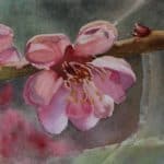 cherry blossom watercolor